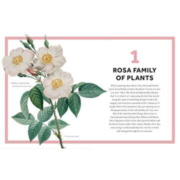 Rosa: The Story of the Rose