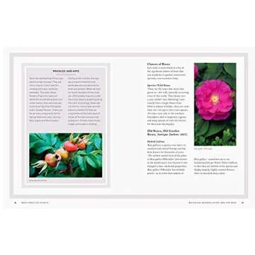 Rosa: The Story of the Rose