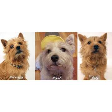 Hypoallergenic Dog Conditioner  - Pooch Botanique Cream Rinse