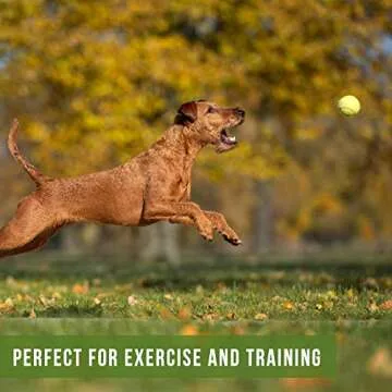 Hyper Pet Tennis Balls for Dogs; Pet Safe Dog Toys for Exercise and Training; 2 Count (Pack of 1); Colors May Vary; Green