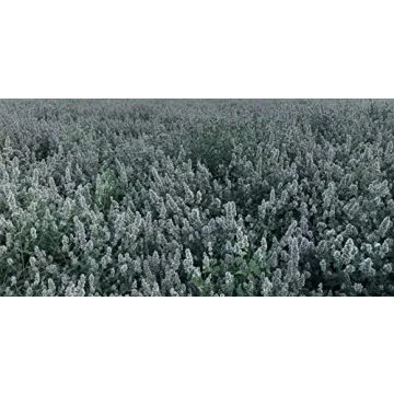 Ultimate Blend Silver Vine and Catnip for Happy Cats