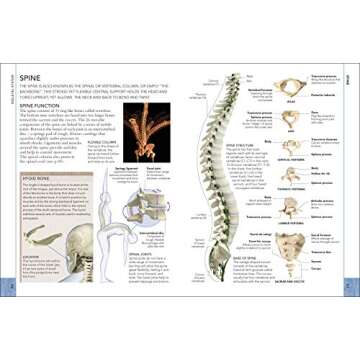 The Concise Human Body Book: An illustrated guide to its structure, function and disorders (DK Human Body Guides)