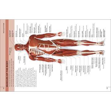 The Concise Human Body Book: An illustrated guide to its structure, function and disorders (DK Human Body Guides)