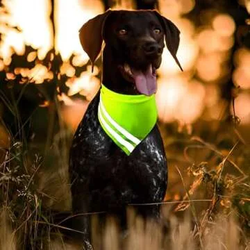 Reflective Dog Bandana for High Visibility Safety