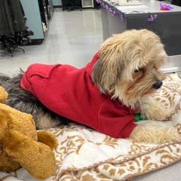 Jecikelon Winter Dog Hoodie Sweatshirts with Pockets Warm Dog Clothes for Small Dogs Chihuahua Coat Clothing Puppy Cat Custume (XX-Small, Wine red)