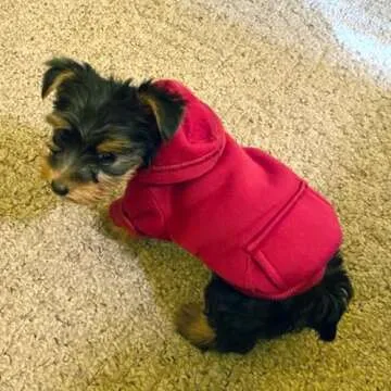 Jecikelon Winter Dog Hoodie Sweatshirts with Pockets Warm Dog Clothes for Small Dogs Chihuahua Coat Clothing Puppy Cat Custume (XX-Small, Wine red)