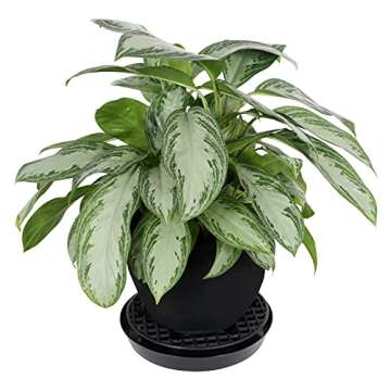 Gro Pro NX Level Pot Elevator - 13 in (50/Cs) (725675)