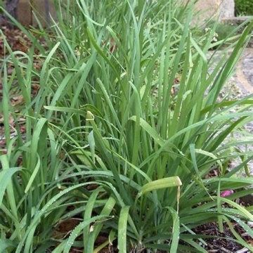 500 Garlic Chive Seeds for Planting Heirloom Non-GMO 2+ Grams Also Known as Chinese Chives Garden Ve...
