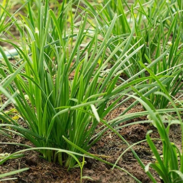 500 Garlic Chive Seeds Heirloom Non-GMO Perfect for Gardens
