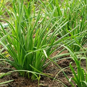 500 Garlic Chive Seeds Heirloom Non-GMO Perfect for Gardens
