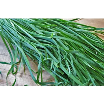 500 Garlic Chive Seeds Heirloom Non-GMO Perfect for Gardens