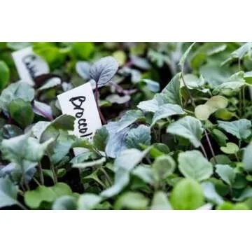 LINE42 4 Inch Plastic Plant Labels for Seedlings, Flexible Waterproof Plant Tags, Vegetable Gardening Stake Tags for Potted Plants and Outdoor Garden, White, 1000 Pcs