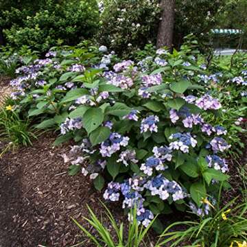 Blooming & Beautiful - Twist-n-Shout Bigleaf Hydrangea - 3 Gal - Endless Summer - Pink to Periwinkle...