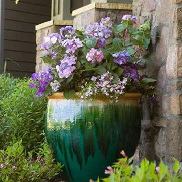 Twist-n-Shout Bigleaf Hydrangea - Endless Summer Blooms