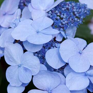 Twist-n-Shout Bigleaf Hydrangea - Endless Summer Blooms