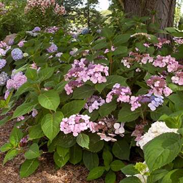 Twist-n-Shout Bigleaf Hydrangea - Endless Summer Blooms