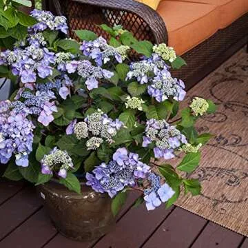 Twist-n-Shout Bigleaf Hydrangea - Endless Summer Blooms