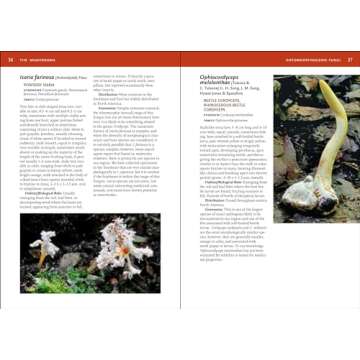 Mushroom Guide for Southeastern Foragers and Lovers