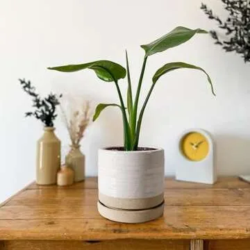 HERDUK 6 Inch Plant Pots, Ceramic Planter Pot with Drainage Hole & Saucer, Indoor/Outdoor Cylinder Round Planter Pot, White & Beige Glaze