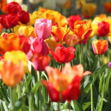 35 Mixed Tulip Bulbs – Assorted for Spring Color – Perfect for Beds, Borders & Containers – Ea...
