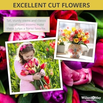 35 Mixed Tulip Bulbs for Vibrant Spring Gardens