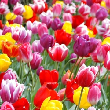 35 Mixed Tulip Bulbs for Vibrant Spring Gardens