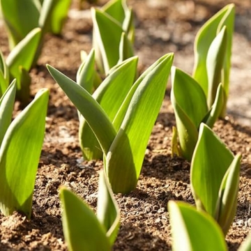 35 Mixed Tulip Bulbs for Vibrant Spring Gardens