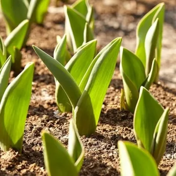 35 Mixed Tulip Bulbs for Vibrant Spring Gardens