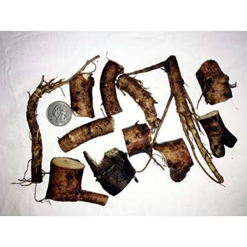 Russian Comfrey Bocking-14 Cultivar, 12 Cuttings for Growing Your Own Medicinal Salve, Compost Tea & Animal Fodder