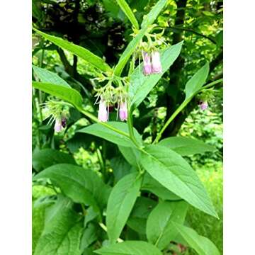 Russian Comfrey Bocking-14 Cultivar, 12 Cuttings for Growing Your Own Medicinal Salve, Compost Tea & Animal Fodder