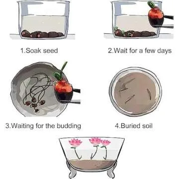 ZEshops 20pcs Mixed Pink, Red & Green Color Bowl Lotus Seeds for Planting Beautiful Water Plants for Indoor Bonsai, Outdoor Ponds (Lotus Seeds (for Germination))