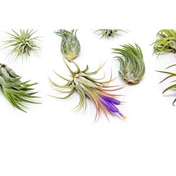 12 Pack Assorted Ionantha Air Plants - Easy Care Indoor/Outdoor House Plants