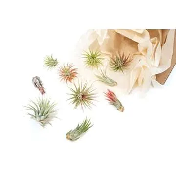 12 Assorted Ionantha Air Plants - Easy Care For Everyone