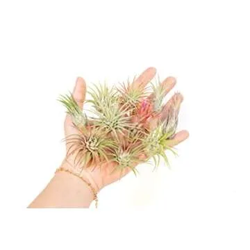 12 Assorted Ionantha Air Plants - Easy Care For Everyone