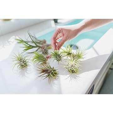 12 Assorted Ionantha Air Plants - Easy Care For Everyone