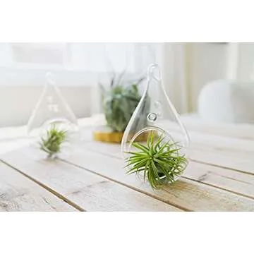 12 Assorted Ionantha Air Plants - Easy Care For Everyone