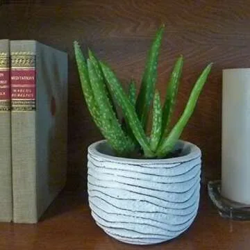 Small Flower Pot - Decorative White Cement Planter for Succulent Plants with Drainage Hole