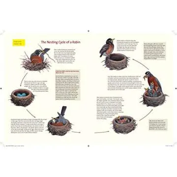 What It's Like to Be a Bird: From Flying to Nesting, Eating to Singing--What Birds Are Doing, and Why (Sibley Guides)