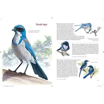 What It's Like to Be a Bird: From Flying to Nesting, Eating to Singing--What Birds Are Doing, and Why (Sibley Guides)