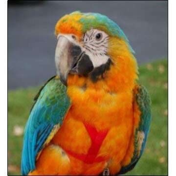 The AVIATOR Pet Bird Harness and Leash: Large Black