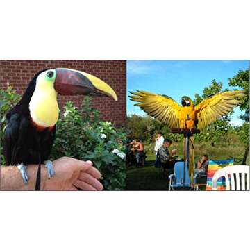 The AVIATOR Pet Bird Harness and Leash: Large Black