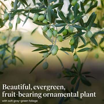 American Plant Exchange Live Arbequina Olive Tree, Fruit Bearing, Plant Pot for Home and Garden Decor, 5-Inch Pot, 1.5 Ft Tall