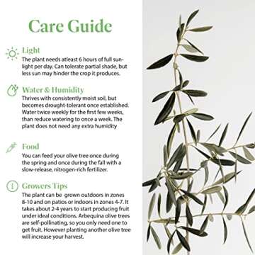 American Plant Exchange Live Arbequina Olive Tree, Fruit Bearing, Plant Pot for Home and Garden Decor, 5-Inch Pot, 1.5 Ft Tall