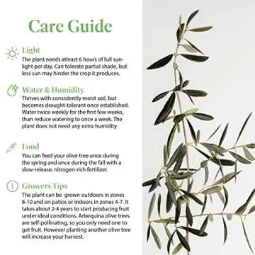 American Plant Exchange Live Arbequina Olive Tree, Fruit Bearing, Plant Pot for Home and Garden Decor, 5-Inch Pot, 1.5 Ft Tall