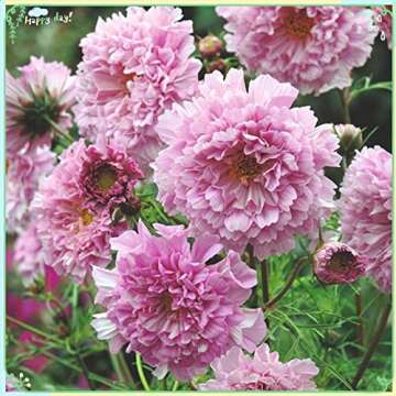 Rare Flower Plant Seeds 200+ Cosmos Seeds - Rose Bonbon