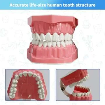 Dental Model Standard Size for Brushing Flossing Practice - Silicone Teeth Typodonts with Visible Gi...