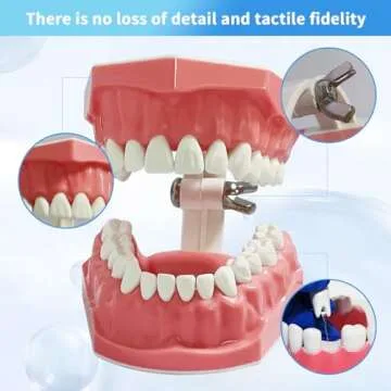 Dental Model Standard Size for Brushing Flossing Practice - Silicone Teeth Typodonts with Visible Gingiva, Anatomic Teaching Demonstration - Educational Dental Care Tool for Kids Students