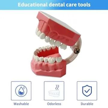 Dental Model Standard Size for Brushing Flossing Practice - Silicone Teeth Typodonts with Visible Gingiva, Anatomic Teaching Demonstration - Educational Dental Care Tool for Kids Students