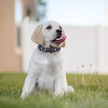 KEIAHUAN Adjustable Funny Chicken Print Dog Collar