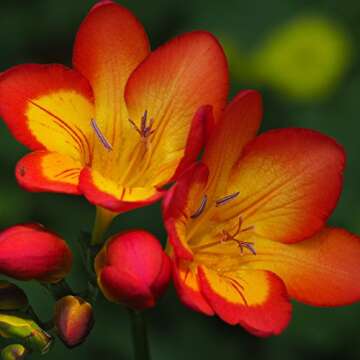 Easy to Grow Freesia 'Single Bicolor' Plant Bulbs (15 Pack) - Red & Yellow Flowering Blooms in Sprin...